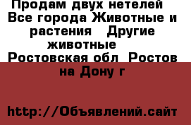 Продам двух нетелей - Все города Животные и растения » Другие животные   . Ростовская обл.,Ростов-на-Дону г.